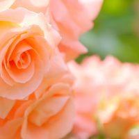 愛の花・ローズ