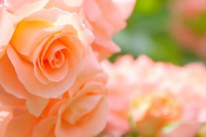 愛の花・ローズ