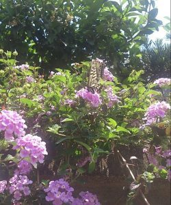 植物の画像