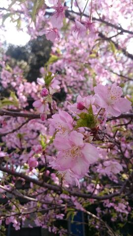 開花した桜