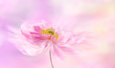 ピンクの花