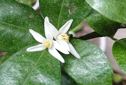きんかんの花