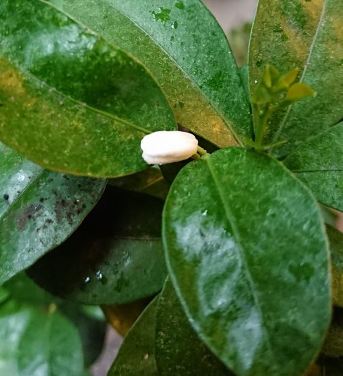 きんかんの花のつぼみ