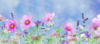 十人十色を表すたくさんの花画像