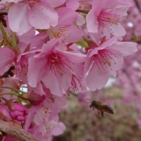 河津桜と蜂