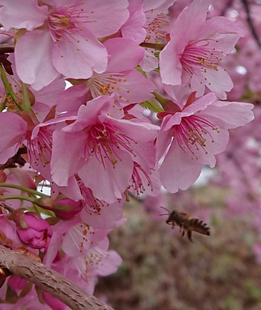 河津桜と蜂