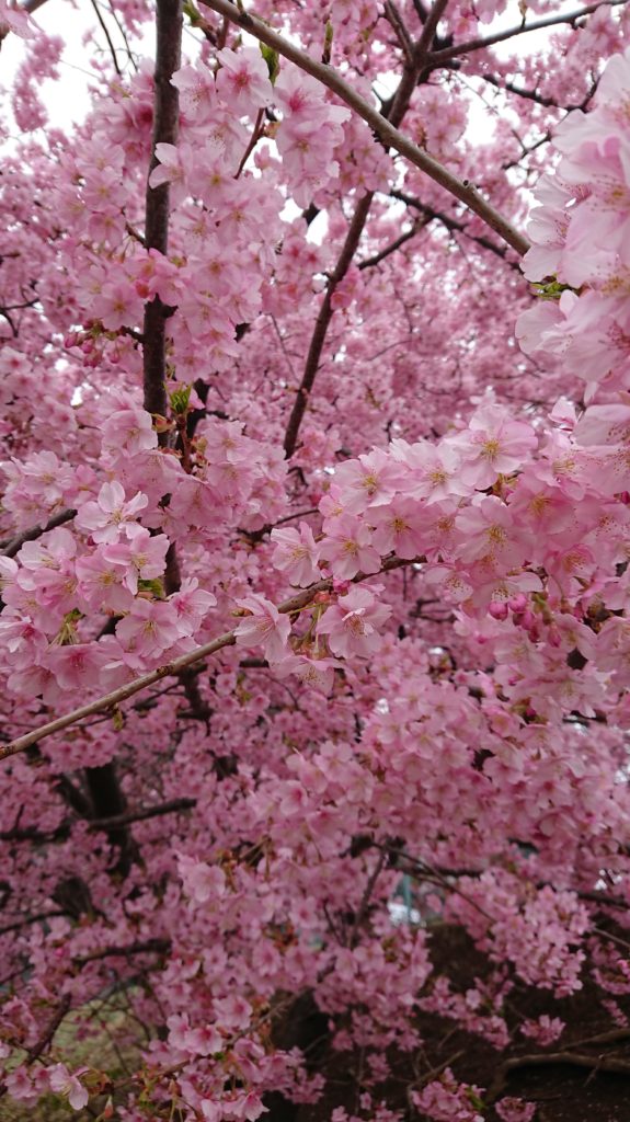 河津桜