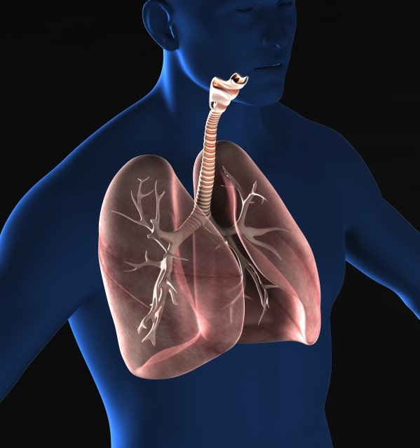 呼吸器系人体図