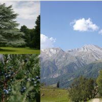 アトラスシダー、ヒマラヤスギ、バージニアシダーの植物イメージ