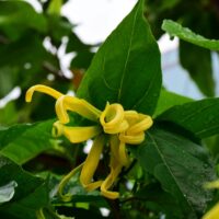 雨露をまとったイランイランの花（Cananga odorata）が葉に囲まれて咲く様子