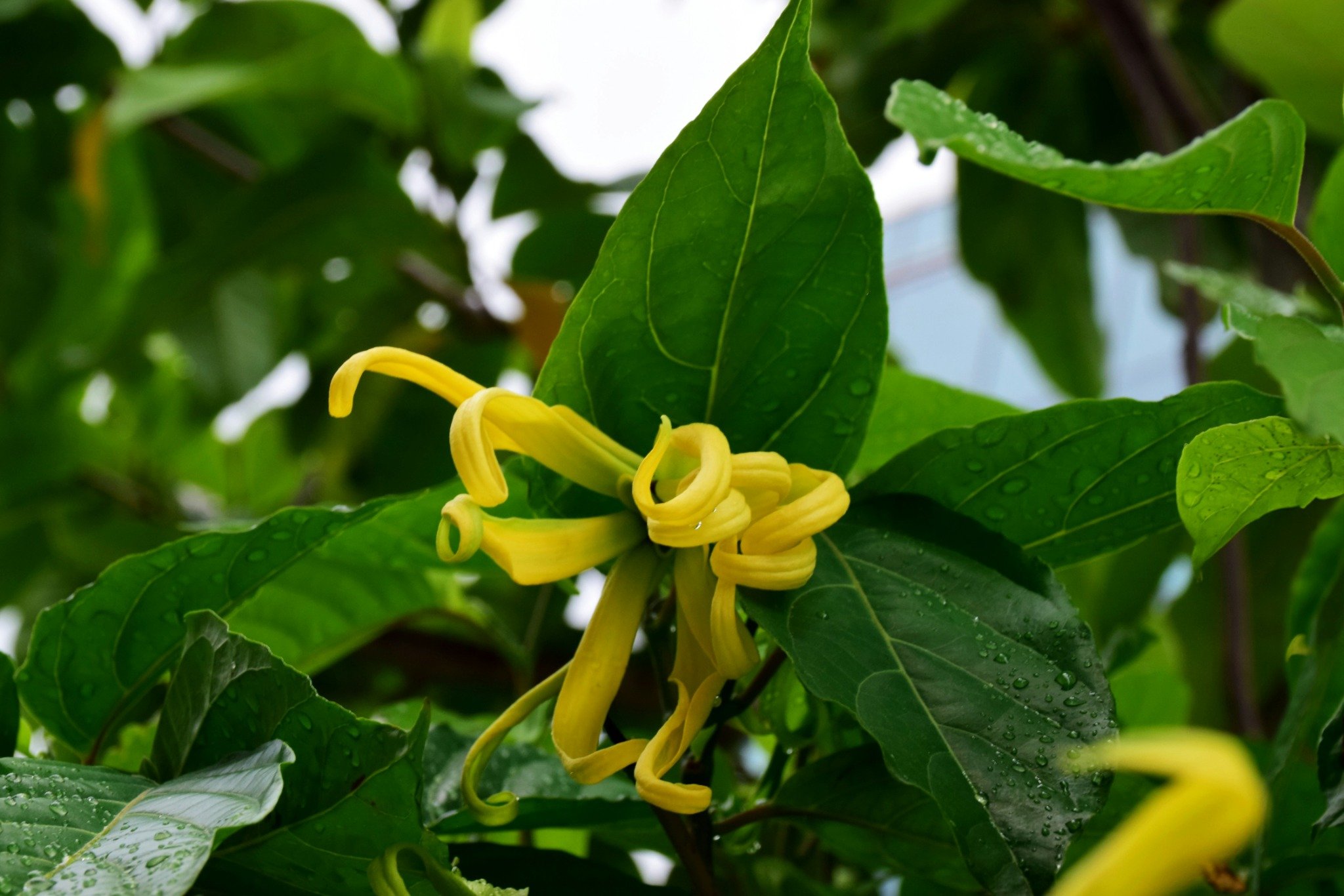 雨露をまとったイランイランの花（Cananga odorata）が葉に囲まれて咲く様子